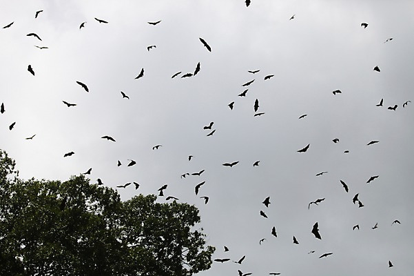 포토 JPG 주간 나무 구름 해외 여러마리 아프리카 하늘 사람없음 야외 비행 박쥐 세이셸 라디그 국내포토 자연요소 식물 나라 다수 포유류 파일형식