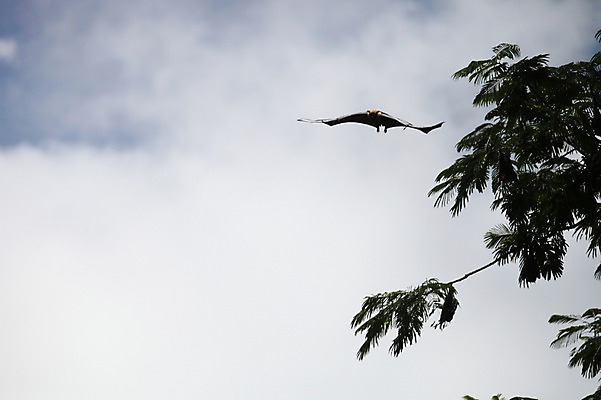 포토 JPG 주간 구름 한마리 해외 아프리카 하늘 나뭇잎 사람없음 야외 나뭇가지 비행 박쥐 세이셸 라디그 국내포토 자연요소 나무 1 나라 잎 포유류 파일형식