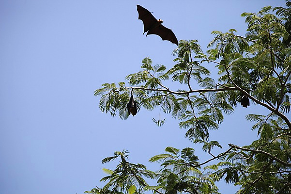 포토 JPG 주간 동물 한마리 해외 아프리카 사람없음 야외 야자수 나뭇가지 비행 박쥐 세이셸 야자수잎 라디그 국내포토 자연요소 나무 1 나라 잎 포유류 파일형식