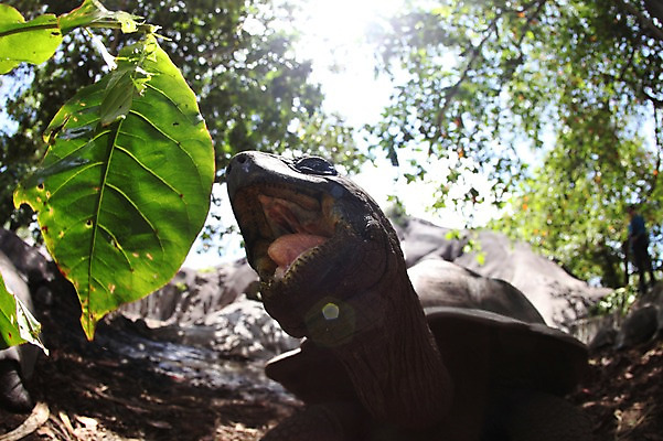 포토 JPG 주간 동물 한마리 해외 아프리카 나뭇잎 사람없음 야외 거북이 세이셸 라디그 국내포토 자연요소 1 나라 잎 파충류 파일형식