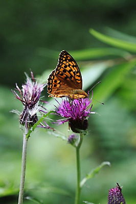 포토 JPG 주간 식물 한마리 꽃 아시아 나비 한국 사람없음 야외 자주색 두송이 강원도 인제군 원대리 국내포토 자연요소 1 나라 컬러 곤충 2 파일형식