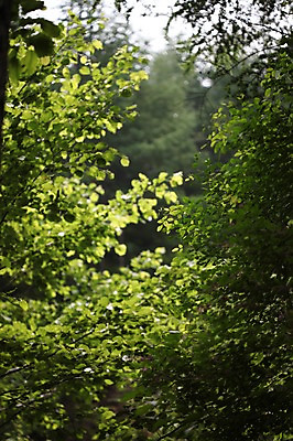 포토 JPG 주간 아시아 나뭇잎 한국 사람없음 야외 초록색 강원도 인제군 원대리 국내포토 자연요소 나라 컬러 잎 파일형식