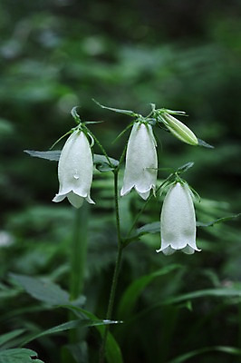 포토 JPG 주간 식물 아시아 한국 사람없음 야외 흰색 꽃봉오리 강원도 세송이 방울꽃 인제군 원대리 국내포토 자연요소 꽃 나라 컬러 3 파일형식