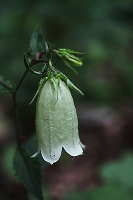 포토 JPG 주간 식물 꽃 아시아 한송이 한국 사람없음 야외 흰색 강원도 방울꽃 인제군 원대리 국내포토 자연요소 1 나라 컬러 송이 파일형식