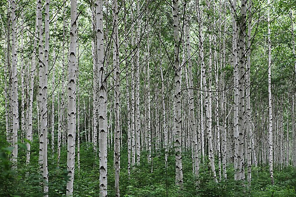 포토 JPG 주간 나무 아시아 한국 여러그루 풍경 사람없음 야외 숲 강원도 자작나무 인제군 원대리 국내포토 자연요소 식물 나라 다수 파일형식