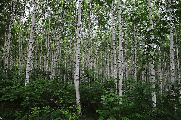 포토 JPG 주간 나무 아시아 한국 여러그루 풍경 사람없음 야외 숲 강원도 자작나무 인제군 원대리 국내포토 자연요소 식물 나라 다수 파일형식