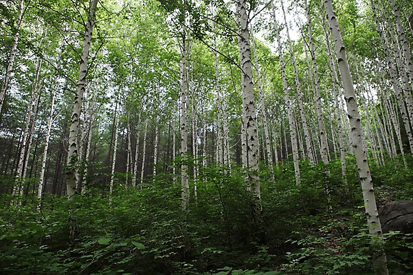 포토 JPG 주간 나무 아시아 한국 여러그루 풍경 사람없음 야외 숲 강원도 자작나무 인제군 원대리 국내포토 자연요소 식물 나라 다수 파일형식