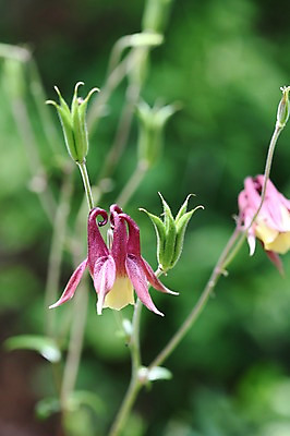 포토 JPG 주간 식물 꽃 아시아 한국 사람없음 야외 자주색 꽃봉오리 강원도 인제군 원대리 국내포토 자연요소 나라 컬러 파일형식