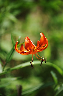 포토 JPG 주간 식물 꽃 아시아 한송이 한국 사람없음 야외 주황색 강원도 인제군 참나리 원대리 국내포토 자연요소 1 나라 컬러 송이 파일형식