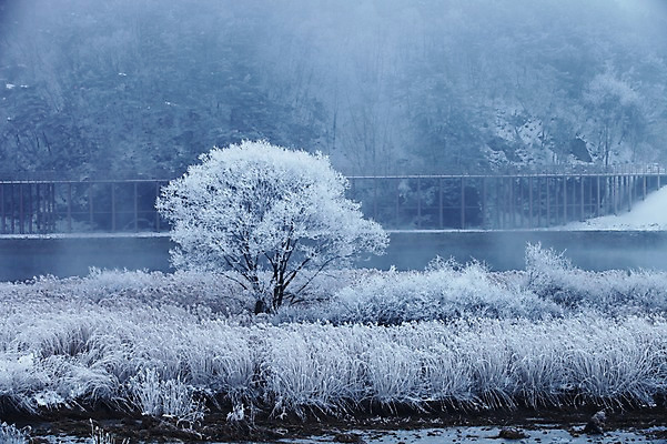 포토 JPG 주간 나무 아시아 겨울 한국 풍경 사람없음 야외 흰색 눈 강원도 갈대밭 상고대 춘천 겨울풍경 국내포토 자연요소 식물 계절 나라 컬러 날씨 서리 파일형식 갈대_식물