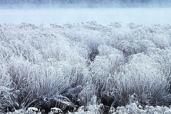 포토 JPG 주간 아시아 겨울 한국 사람없음 야외 흰색 눈 강원도 갈대밭 상고대 춘천 국내포토 자연요소 계절 나라 컬러 날씨 서리 파일형식 갈대_식물