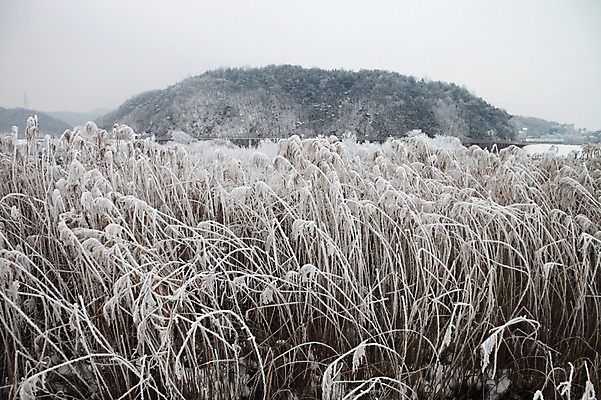 포토 JPG 주간 아시아 겨울 한국 풍경 사람없음 야외 눈 강원도 갈대밭 상고대 춘천 겨울풍경 국내포토 자연요소 계절 나라 날씨 서리 파일형식 갈대_식물