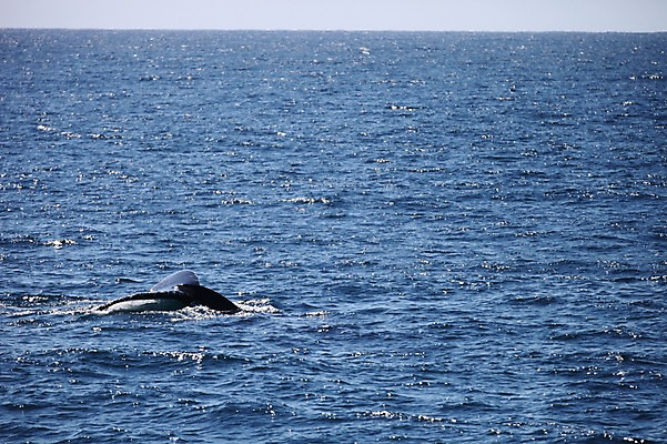 포토 JPG 주간 한마리 해외 바다 사람없음 야외 오세아니아 호주 물개 골드코스트 국내포토 자연요소 1 나라 포유류 바다동물 파일형식