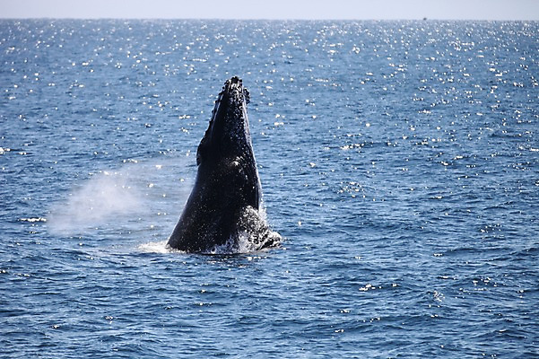 포토 JPG 주간 한마리 해외 바다 사람없음 야외 오세아니아 호주 물개 골드코스트 국내포토 자연요소 1 나라 포유류 바다동물 파일형식