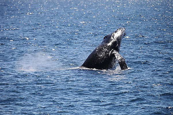 포토 JPG 주간 한마리 해외 바다 사람없음 야외 오세아니아 호주 물개 골드코스트 국내포토 자연요소 1 나라 포유류 바다동물 파일형식