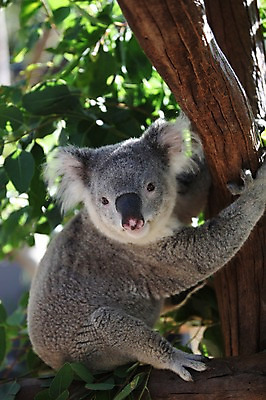 포토 JPG 주간 나무 한마리 해외 매달리기 사람없음 야외 오세아니아 호주 시드니 코알라 국내포토 자연요소 식물 1 나라 포유류 모션 파일형식