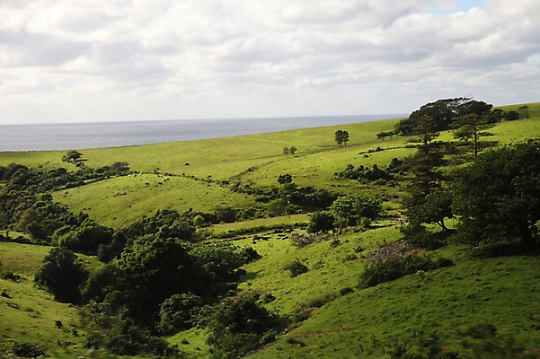 포토 JPG 주간 나무 해외 풍경 초원 사람없음 야외 오세아니아 호주 시드니 국내포토 자연요소 식물 나라 파일형식