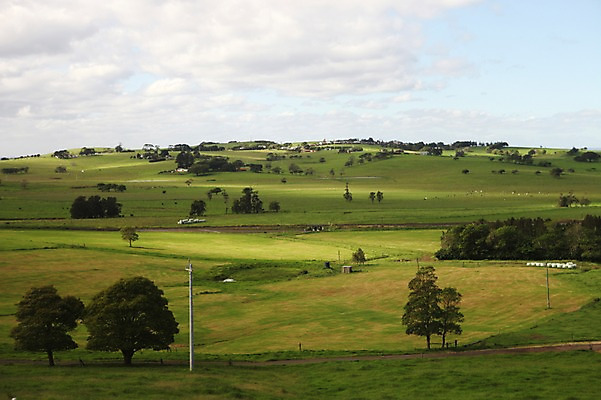 포토 JPG 주간 나무 해외 풍경 초원 사람없음 야외 오세아니아 호주 시드니 국내포토 자연요소 식물 나라 파일형식
