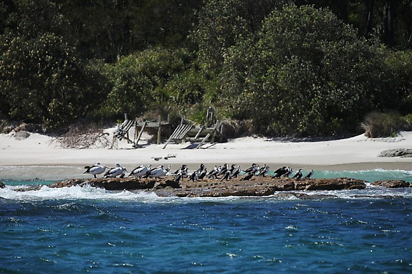 포토 JPG 주간 해외 바다 여러마리 갈매기 풍경 해변 사람없음 야외 오세아니아 호주 시드니 국내포토 자연요소 나라 다수 조류 파일형식