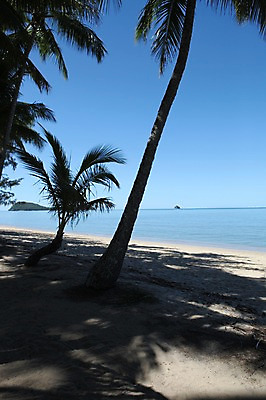 포토 JPG 주간 해외 풍경 해변 사람없음 야외 야자수 오세아니아 호주 시드니 국내포토 자연요소 나무 나라 바다 파일형식