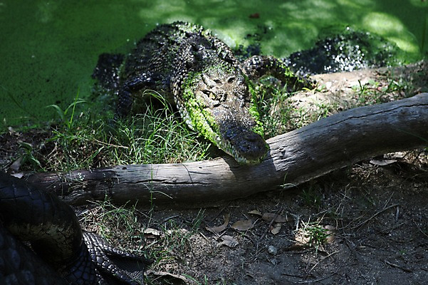 포토 JPG 주간 동물 한마리 해외 이끼 사람없음 야외 오세아니아 호주 습지 악어 시드니 국내포토 자연요소 1 나라 파충류 파일형식