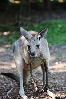 포토 JPG 주간 동물 한마리 해외 사람없음 야외 오세아니아 호주 시드니 캥거루 국내포토 자연요소 1 나라 포유류 파일형식