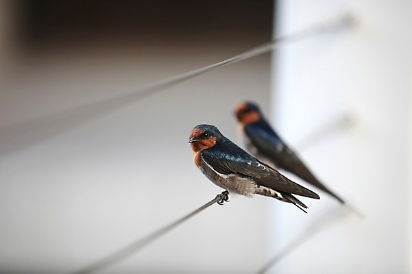 포토 JPG 해외 줄 두마리 조류 사람없음 아웃포커스 오세아니아 호주 시드니 국내포토 동물 나라 2 촬영기법 파일형식