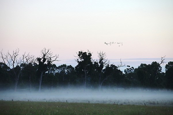 포토 JPG 주간 나무 해외 자연 풍경 사람없음 야외 안개 오세아니아 호주 시드니 국내포토 자연요소 식물 나라 날씨 생태계 파일형식