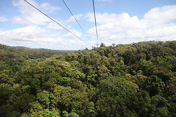 포토 JPG 주간 나무 해외 산 풍경 사람없음 야외 오세아니아 호주 숲 시드니 케이블카 국내포토 자연요소 식물 나라 파일형식