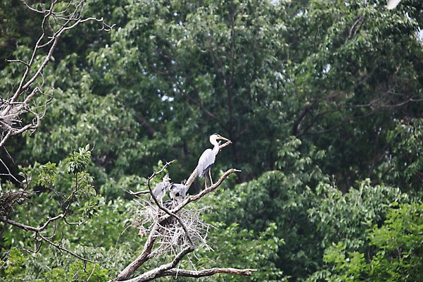 포토 JPG 주간 나무 아시아 한국 세마리 사람없음 야외 학 나뭇가지 경상북도 예천 국내포토 자연요소 식물 나라 조류 3 경상도 파일형식
