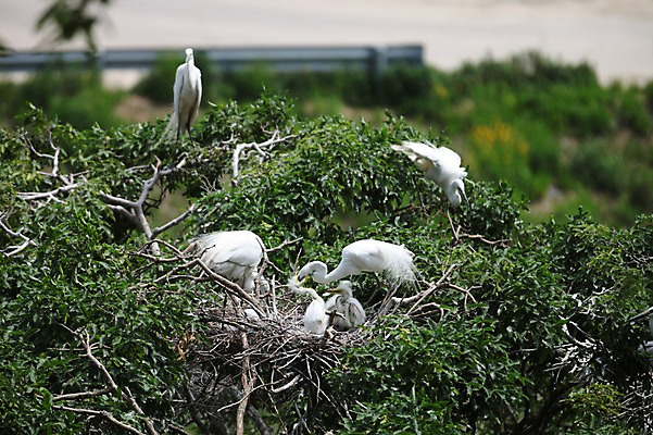 포토 JPG 주간 나무 아시아 여러마리 한국 사람없음 야외 학 나뭇가지 경상북도 예천 국내포토 자연요소 식물 나라 다수 조류 경상도 파일형식