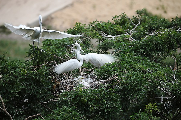 포토 JPG 주간 나무 아시아 새끼 여러마리 한국 사람없음 야외 학 나뭇가지 둥지 경상북도 예천 국내포토 자연요소 식물 동물 나라 다수 조류 경상도 파일형식