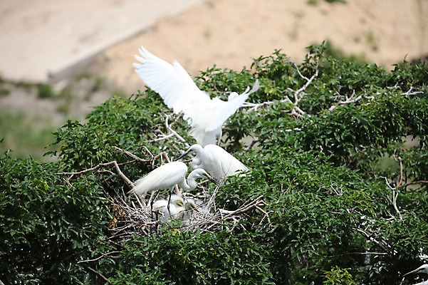 포토 JPG 주간 나무 아시아 새끼 여러마리 한국 사람없음 야외 학 나뭇가지 둥지 경상북도 예천 국내포토 자연요소 식물 동물 나라 다수 조류 경상도 파일형식