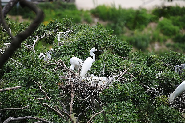 포토 JPG 주간 나무 아시아 새끼 여러마리 한국 사람없음 야외 학 나뭇가지 둥지 경상북도 예천 국내포토 자연요소 식물 동물 나라 다수 조류 경상도 파일형식