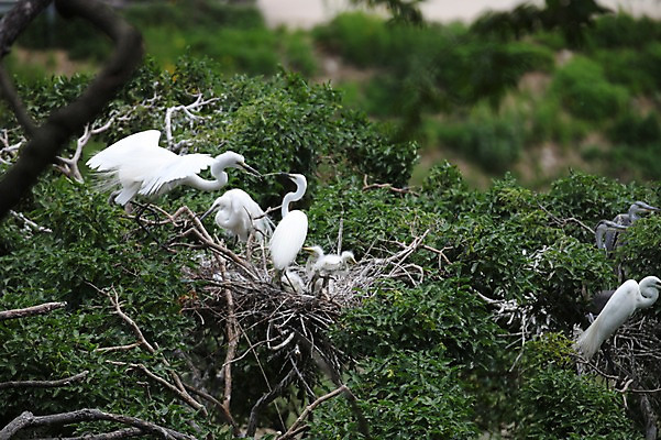 포토 JPG 주간 나무 아시아 새끼 여러마리 한국 사람없음 야외 학 나뭇가지 둥지 경상북도 예천 국내포토 자연요소 식물 동물 나라 다수 조류 경상도 파일형식
