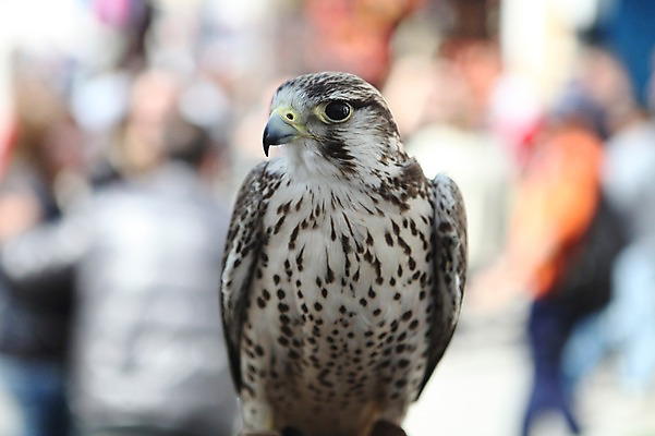 포토 JPG 주간 한마리 해외 아프리카 조류 사람없음 야외 아웃포커스 매_조류 튀니지 북아프리카 국내포토 자연요소 동물 1 나라 촬영기법 파일형식