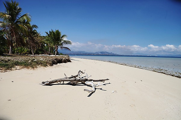 포토 JPG 주간 해외 풍경 해변 사람없음 야외 모래사장 야자수 나뭇가지 오세아니아 국내포토 자연요소 나무 나라 바다 파일형식