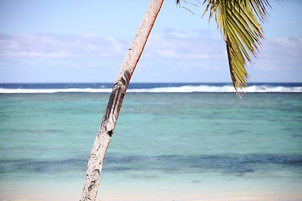 포토 JPG 주간 해외 바다 한그루 풍경 해변 사람없음 야외 야자수 오세아니아 국내포토 자연요소 나무 1 나라 파일형식