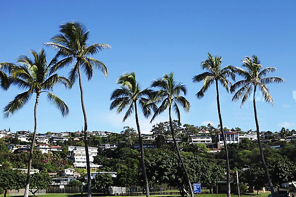 포토 JPG 주간 해외 주택 여러그루 아메리카 풍경 사람없음 야외 야자수 마을 미국 하와이 국내포토 자연요소 나무 다수 북아메리카 건물 대륙 파일형식