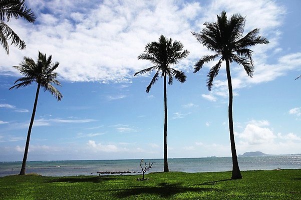 포토 JPG 주간 구름 해외 바다 하늘 아메리카 풍경 잔디 사람없음 야외 야자수 미국 하와이 국내포토 자연요소 나무 식물 북아메리카 대륙 파일형식