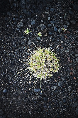 포토 JPG 주간 식물 해외 아메리카 사람없음 야외 하이앵글 미국 조약돌 하와이 국내포토 자연요소 뷰포인트 북아메리카 돌_바위 대륙 파일형식