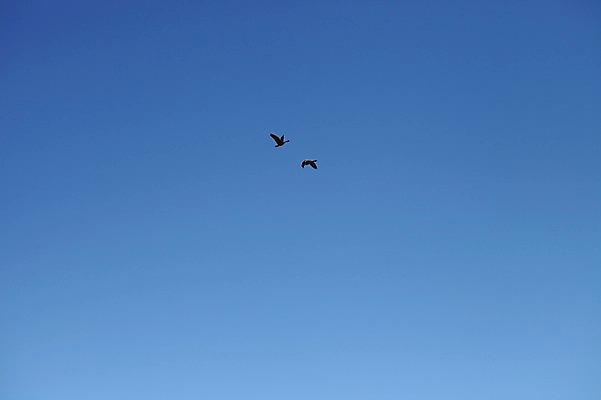 포토 JPG 주간 해외 두마리 조류 하늘 아메리카 사람없음 야외 미국 비행 하와이 국내포토 자연요소 동물 2 북아메리카 대륙 파일형식