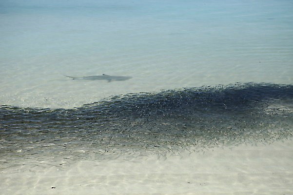 포토 JPG 주간 한마리 해외 아시아 바다 어류 해변 사람없음 야외 수면 몰디브 국내포토 자연요소 1 나라 물 수중동물 파일형식