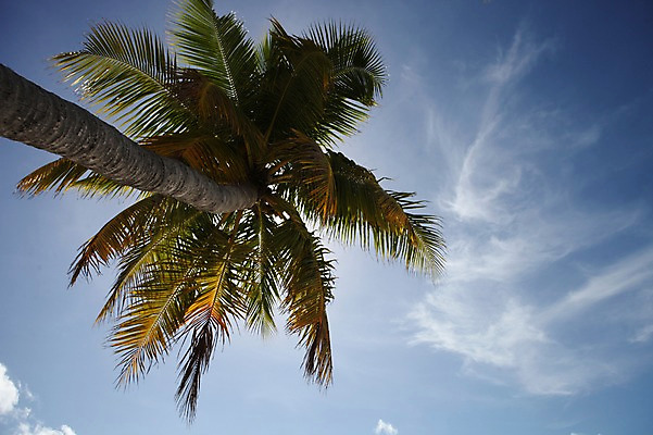 포토 JPG 주간 구름 해외 아시아 로우앵글 하늘 한그루 풍경 사람없음 야외 야자수 몰디브 국내포토 자연요소 나무 1 나라 뷰포인트 파일형식