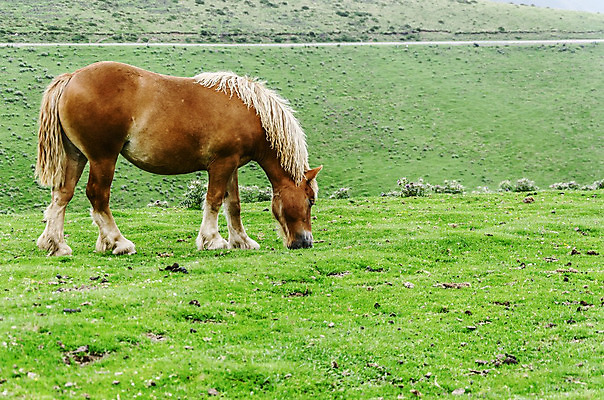 포토 JPG 해외이미지 동물 자연 산 풍경 사람없음 컬러풀 갈색 평화 젖음 추위 자유 안개 그룹 스페인 군중 무료 해외202004 해외포토 유럽 컬러 컨셉 날씨 사람 생태계 파일형식 이미지허브