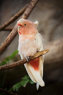 포토 JPG 해외이미지 동물 공원 야생동물 분홍색 날개 장난 자연 조류 동물원 서기 사람없음 반려동물 컬러풀 노란색 흰색 닫기 깃털 부리 앵무새 갈기 유황 이국적 해외202004 해외포토 공공시설 컬러 모션 생태계 파일형식 이미지허브