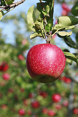 포토 JPG 해외이미지 식물 음식 잎 농업 과일 자연 디저트 건강 사람없음 빨간색 초록색 정원 일본 주스 신선 달콤 사과 유기농 내추럴 채식주의자 해외202004 해외포토 웰빙 산업 아시아 음료 컬러 맛 생태계 채식 파일형식 이미지허브