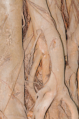 포토 JPG 해외이미지 모양 나무 식물 공원 줄기 낙엽 자연 날씨 추상 건조 골격 서기 사람없음 야외 목재 세로 갈색 노란색 환경 맑음 손상 슬픔 가을 나뭇가지 죽음 막대기 황무지 좌절 고독 숲 큼 무서움 나무껍질 가뭄 내추럴 나쁜 벌거벗은 수목 썩음 옛날 해외202004 해외포토 계절 공공시설 감정 컬러 컨셉 잎 무늬 재료 모션 껍질 크기 생태계 파일형식 이미지허브