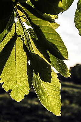 포토 JPG 해외이미지 모양 나무 식물 잎 자연 표면 사랑 사람없음 물 평화 환경 힘 활발 자유 성장 시골 시간 오픈 순수 순환 정맥 산소 강렬 영양분 완전 해외202004 해외포토 자연요소 감정 컨셉 모션 원소 생태계 혈관 파일형식 이미지허브