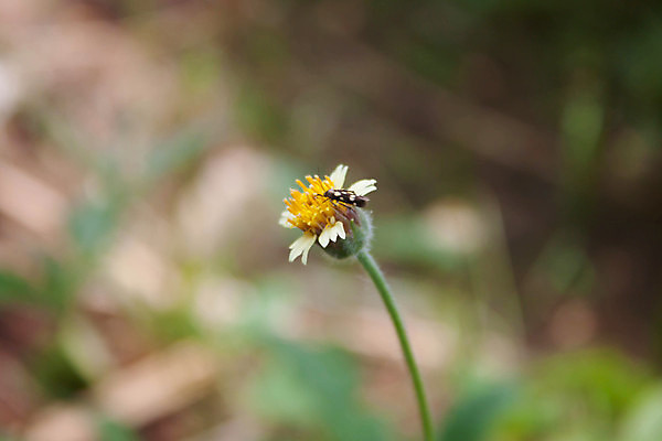 포토 JPG 해외이미지 식물 계절 꽃잎 꽃 행복 백그라운드 꽃무늬 밭 자연 사랑 풍경 잔디 사람없음 야외 초록색 여름 파란색 햇빛 태양 노란색 환경 정원 맑음 봄 들꽃 자유 성장 벚꽃 흰색 시골 오솔길 허브 질감 데이지 장면 내추럴 독립 캐모마일 해외202004 해외포토 자연요소 감정 길 컬러 컨셉 무늬 농업 날씨 생태계 파일형식 이미지허브